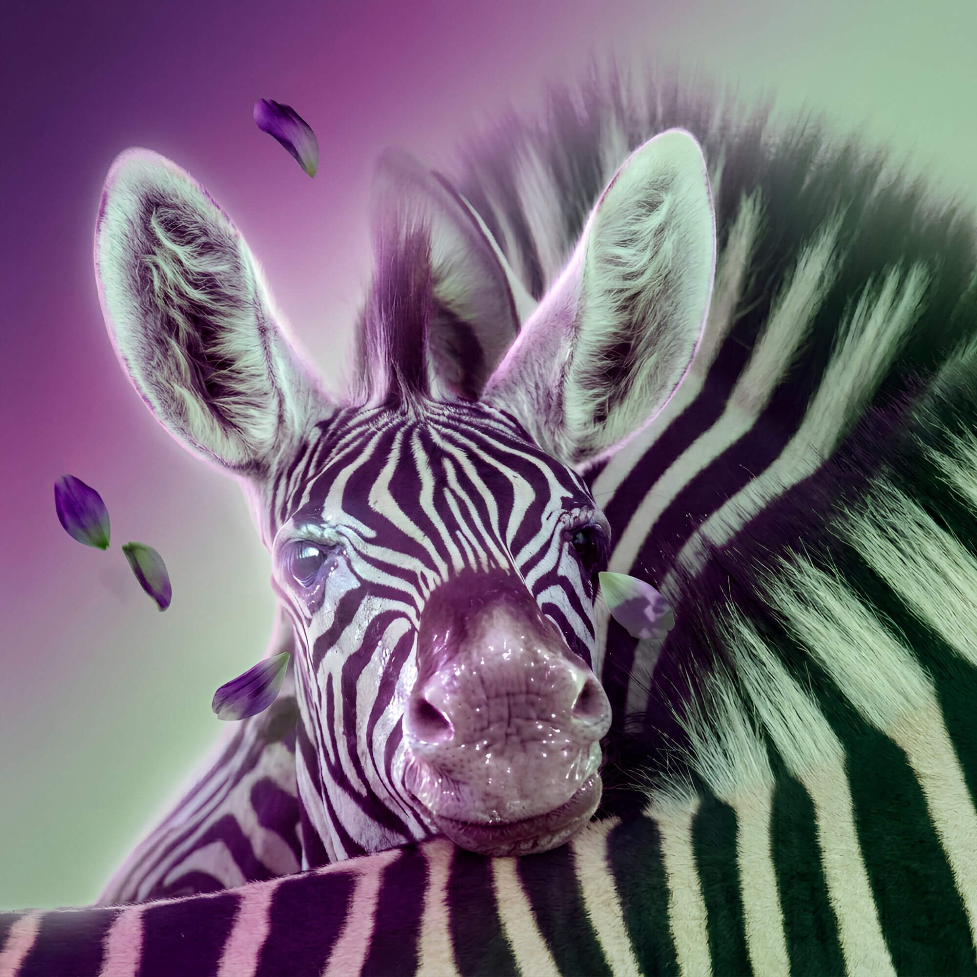 At Fusion Chiropractic, we see you. We welcome the zebras.